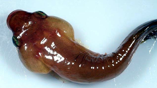 Apletodon dentatus_0331